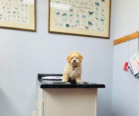 Milwaukee Animal Hospital