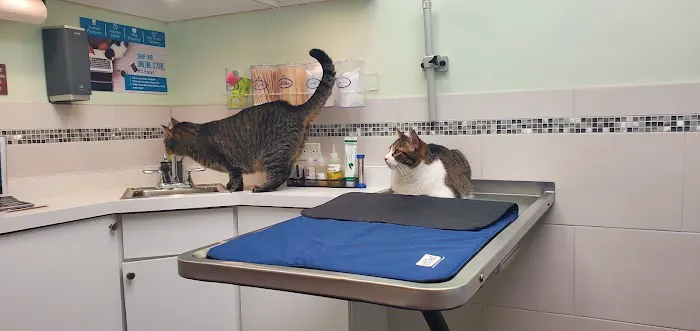 Spirit Of 76th Veterinary Clinic Picture 3