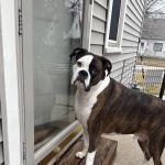 Spirit Of 76th Veterinary Clinic