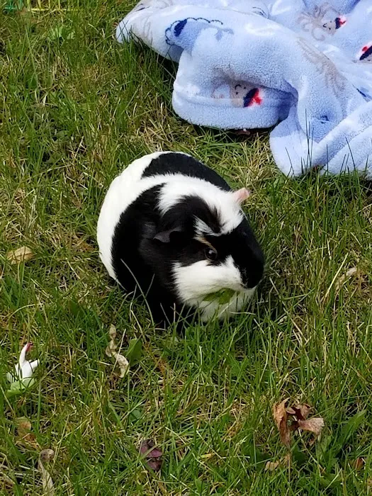 Spirit Of 76th Veterinary Clinic Picture 4