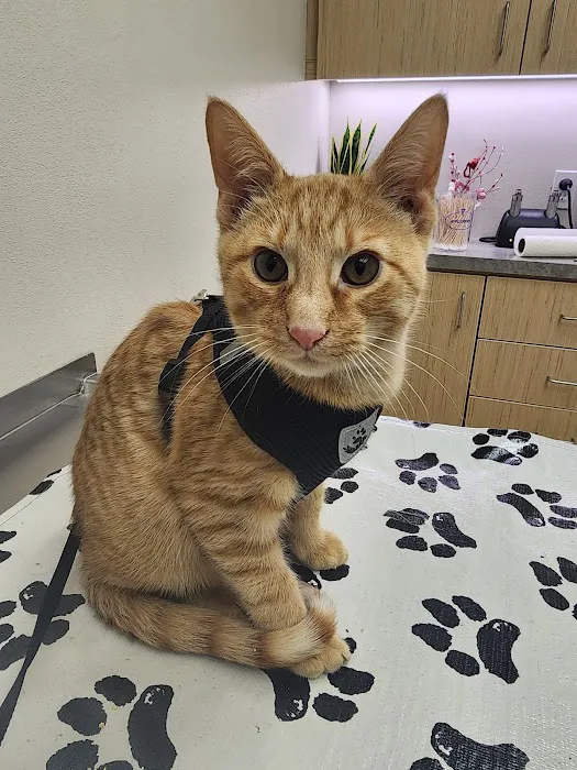 Spirit Of 76th Veterinary Clinic Picture 6