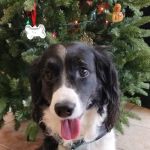 West Allis Animal Hospital