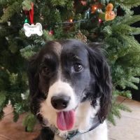 West Allis Animal Hospital ico