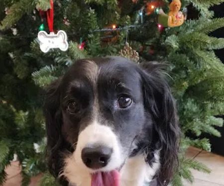 West Allis Animal Hospital