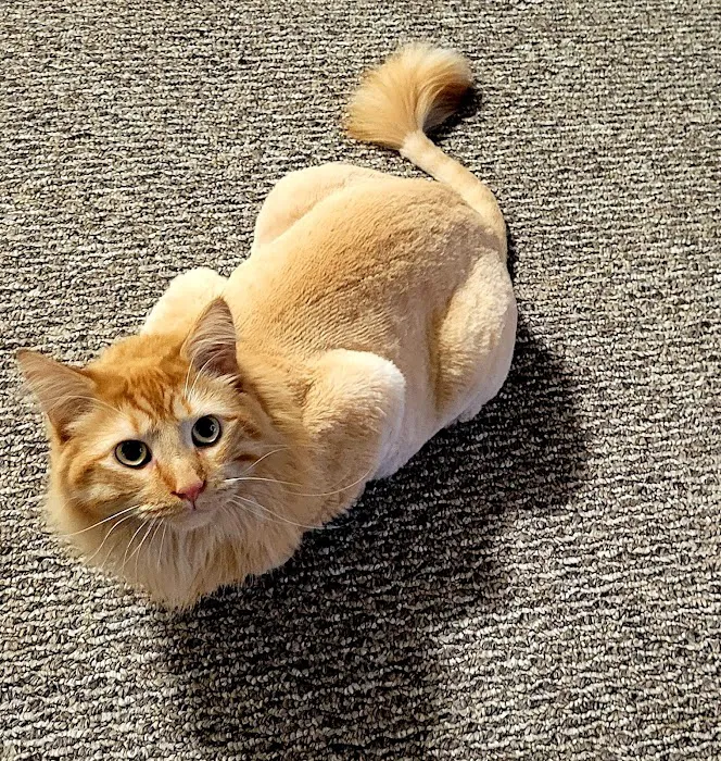 West Allis Animal Hospital Picture 7