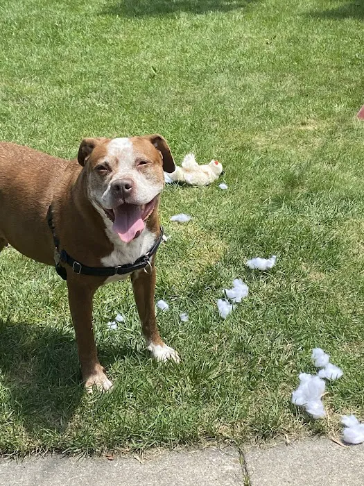 West Allis Animal Hospital Picture 10