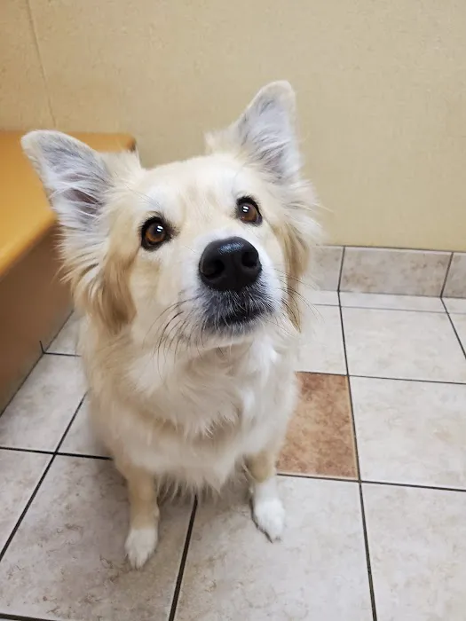 West Allis Animal Hospital Picture 9