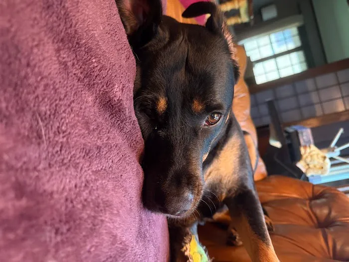 Community Veterinary Clinic Picture 3