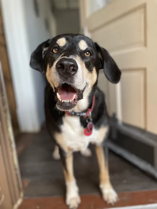 Community Veterinary Clinic Picture 4