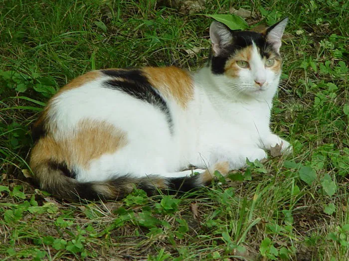 Community Veterinary Clinic Picture 1