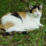 Community Veterinary Clinic