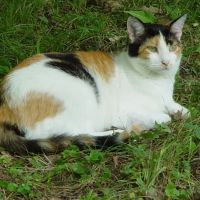 Community Veterinary Clinic ico