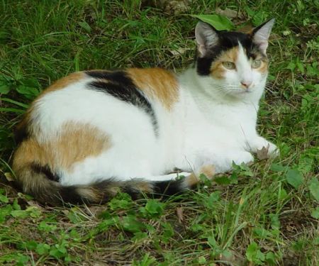 Community Veterinary Clinic