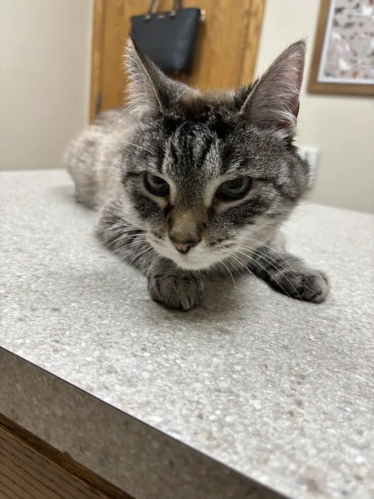 Community Veterinary Clinic Picture 5