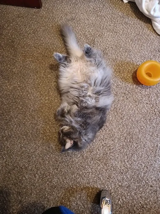 Community Veterinary Clinic Picture 9