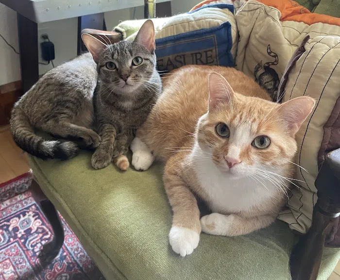 Community Veterinary Clinic Picture 6