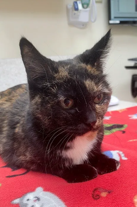 Community Veterinary Clinic Picture 7