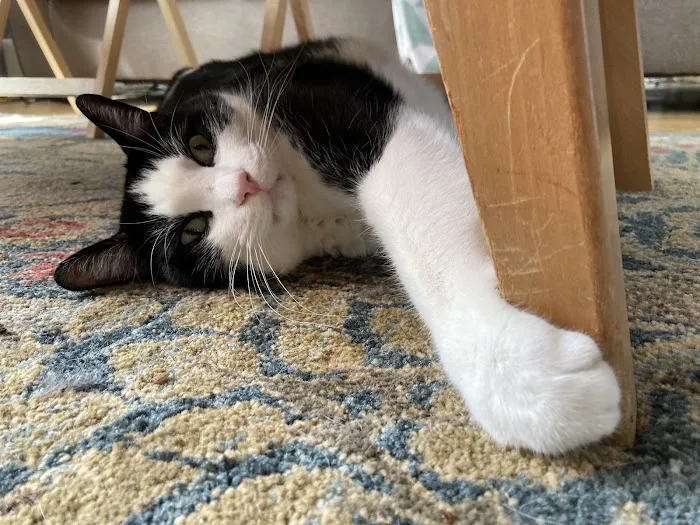 Milwaukee Vet Clinic Picture 4