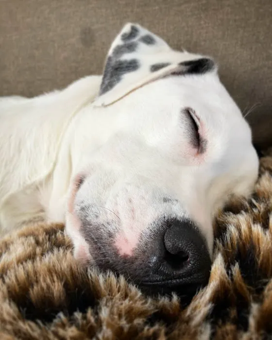 Milwaukee Vet Clinic Picture 9