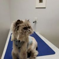 Cat Care Clinic Milwaukee ico
