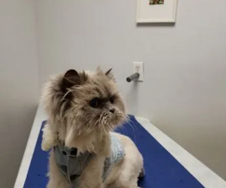 Cat Care Clinic Milwaukee