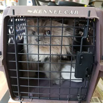 Cat Care Clinic Milwaukee Picture 2