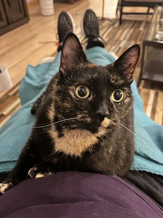 Cat Care Clinic Milwaukee Picture 5