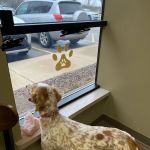 Integrative Veterinary Service