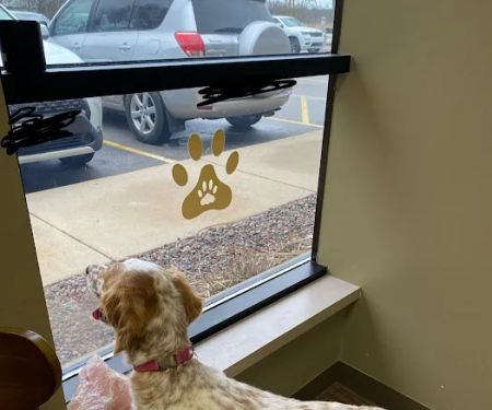 Integrative Veterinary Service