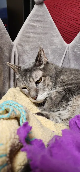 Integrative Veterinary Service Picture 4