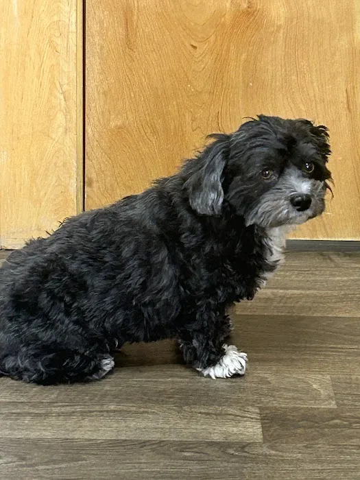 Integrative Veterinary Service Picture 9