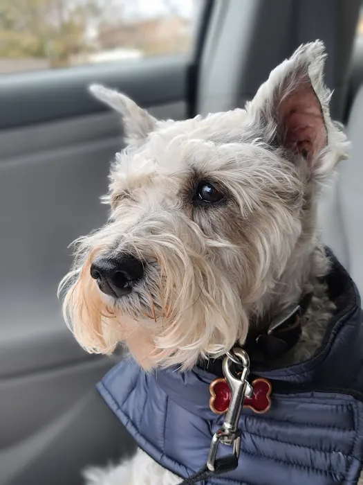 Integrative Veterinary Service Picture 5