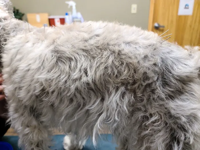 Integrative Veterinary Service Picture 7