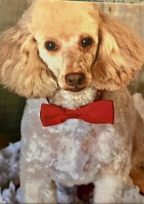 Eye Care for Animals - Pewaukee Picture 6