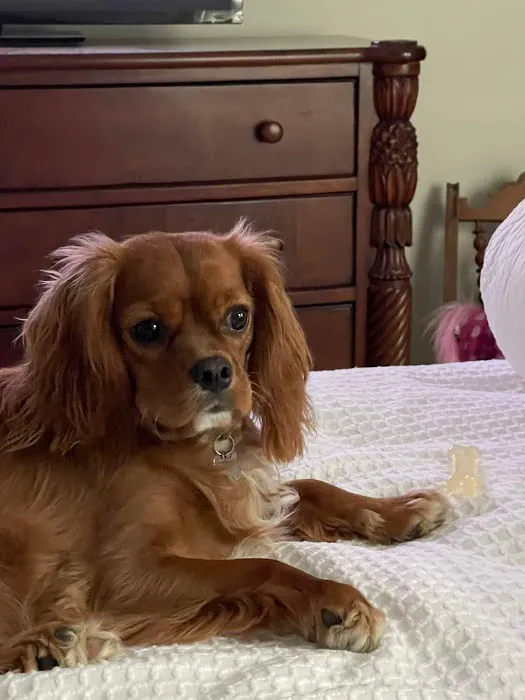 Eye Care for Animals - Pewaukee Picture 4