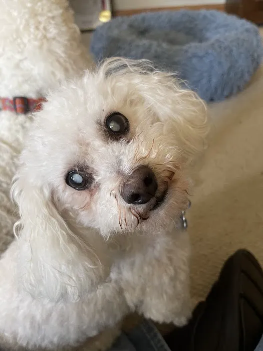 Eye Care for Animals - Pewaukee Picture 9