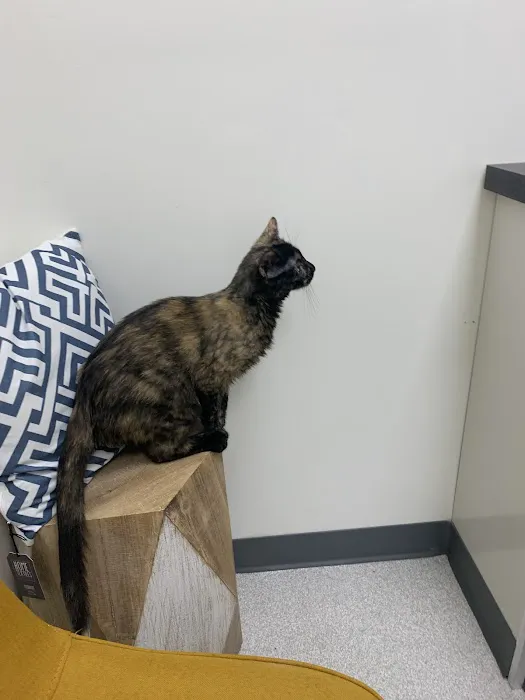 EverVet Animal Hospital Picture 2