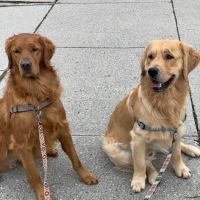 EverVet Animal Hospital ico