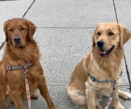 EverVet Animal Hospital