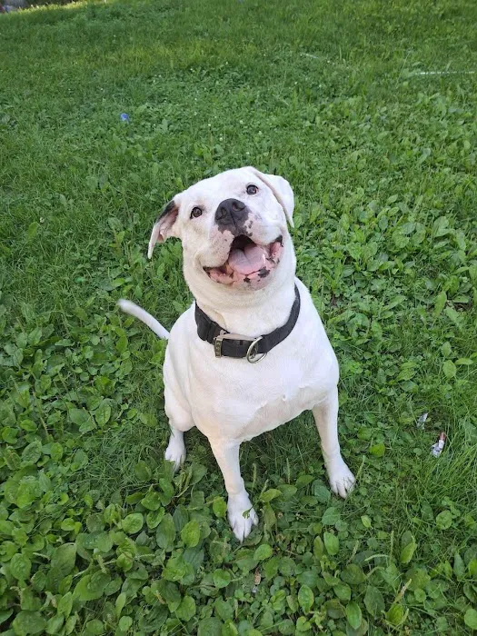 EverVet Animal Hospital Picture 3