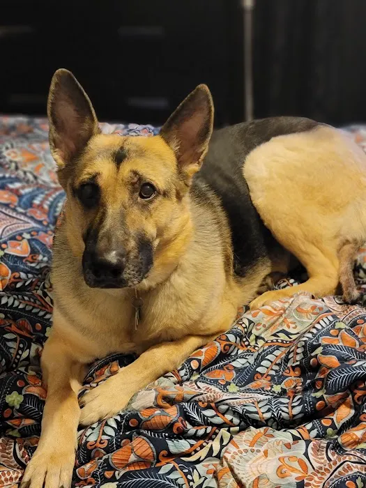 EverVet Animal Hospital Picture 8