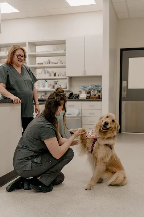 EverVet Animal Hospital Picture 10