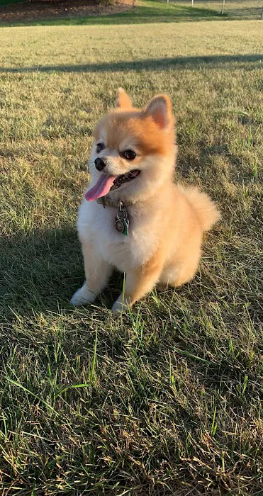 Veterinary Surgery Specialists Picture 3