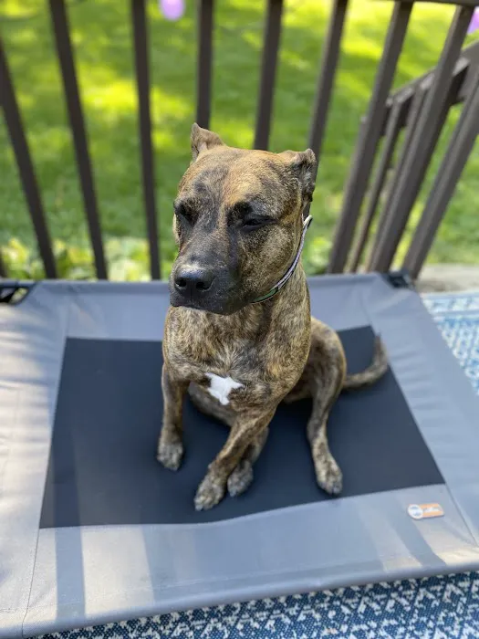 Veterinary Surgery Specialists Picture 1