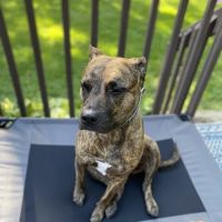 Veterinary Surgery Specialists ico