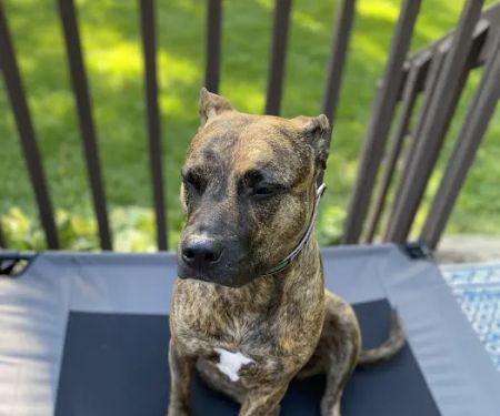 Veterinary Surgery Specialists