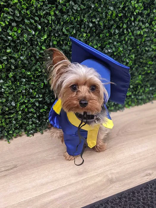 Veterinary Surgery Specialists Picture 2