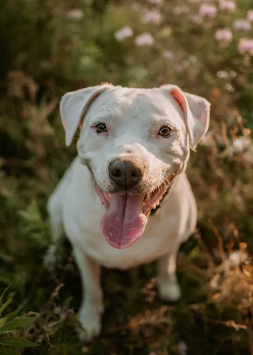 Veterinary Surgery Specialists Picture 5