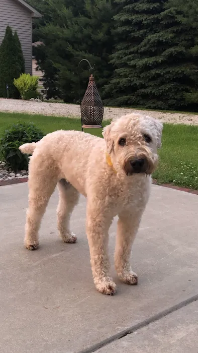 Veterinary Surgery Specialists Picture 6