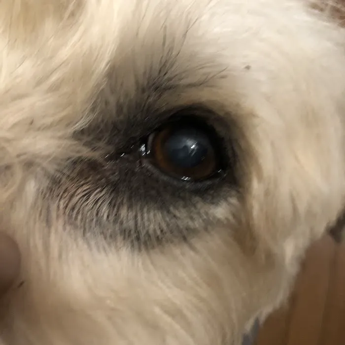 Veterinary Surgery Specialists Picture 4